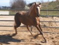 /album/fotogaleria/lusitano-wallpaper-078v-jpg/