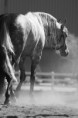 /album/fotogaleria/a527840-142196855909231-950809989-n-jpg/