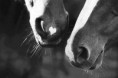 /album/fotogaleria/a558791-494156667271689-603723716-n-jpg/