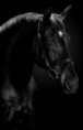 /album/fotogaleria/a554517-459785627408855-1682615894-n-jpg/