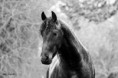 /album/fotogaleria-mark-van-moravia/a10931511-318639131668259-4696180125934035779-n-jpg/