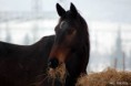 /album/fotogaleria-nebras/a10931142-318641445001361-8274172582903632609-n-jpg2/
