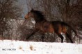 /album/fotogaleria-grafton/a10919027-10202149717663191-1026487943449066948-n-jpg/