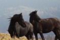 /album/fotogaleria-nasi-vymyselnici-a-ich-sibalstva/a10151647-954672271227321-307276770-n-jpg/