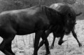 /album/fotogaleria-nasi-vymyselnici-a-ich-sibalstva/a10898331-10202118883812364-4467016908621908702-n-jpg/